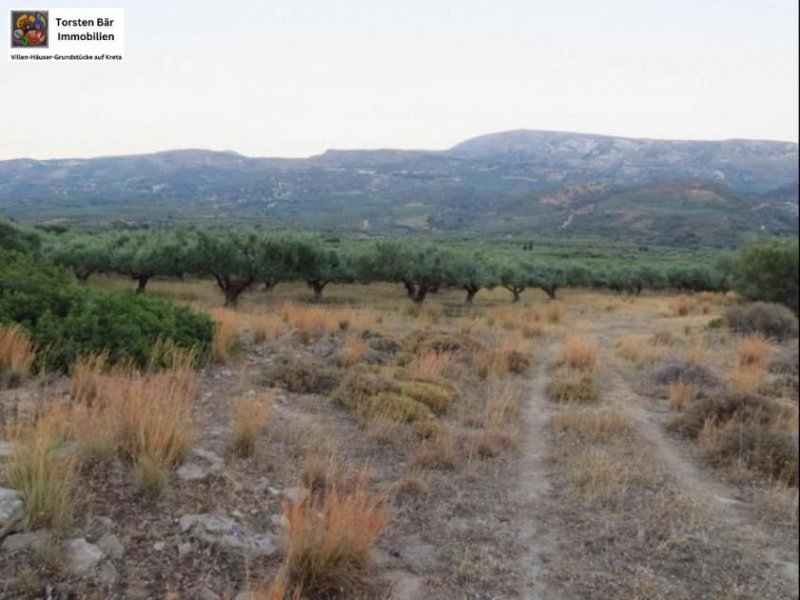 Lithines Kreta Ausgezeichneter Olivenhain in Lithines zu verkaufen Grundstück kaufen